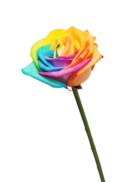 Duha růže květ a multi barvy okvětních lístků. — Stock fotografie
