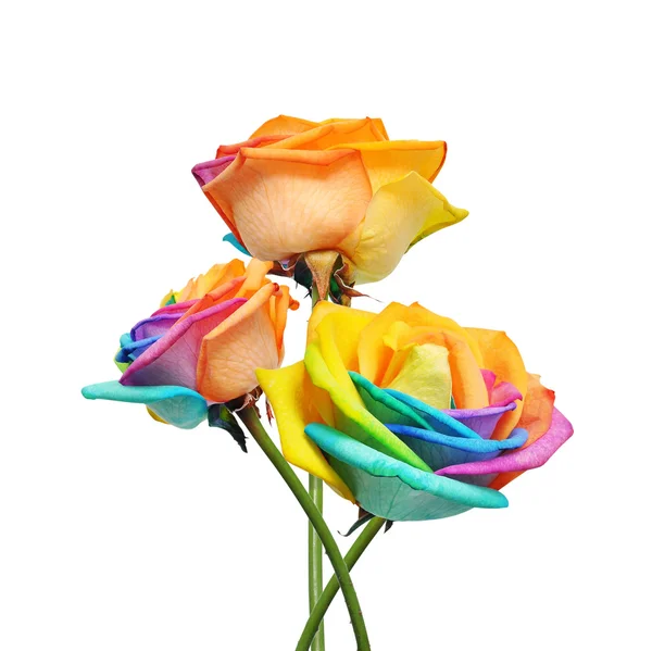 レインボー ローズの花とマルチ色の花びら. — ストック写真