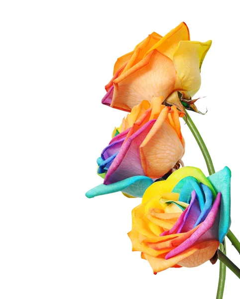 Tęcza róży kwiat i wielu kolorach płatków. — Zdjęcie stockowe
