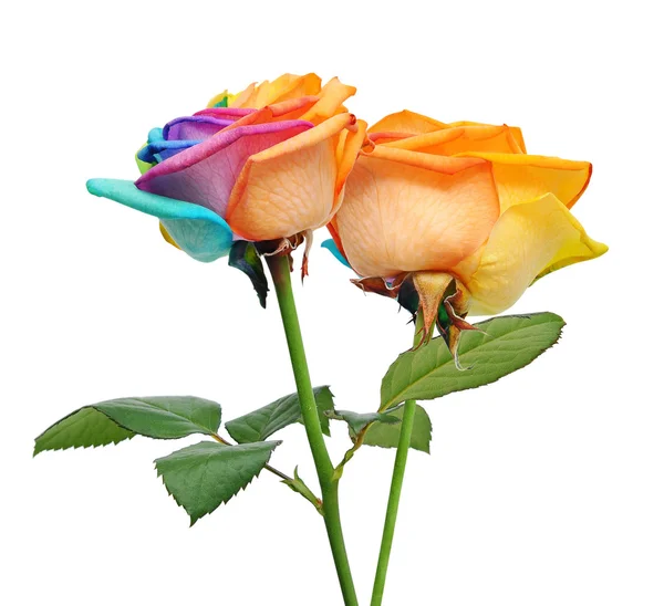 Regenbogenrose Blume und mehrfarbige Blütenblätter. — Stockfoto