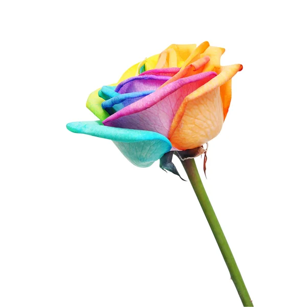 Duha růže květ a multi barvy okvětních lístků. — Stock fotografie