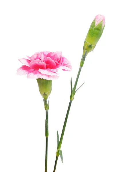 Pink carnations flower — Stock Photo, Image