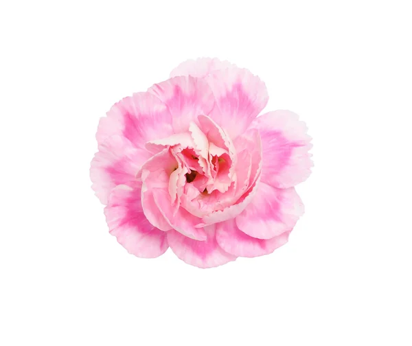 Carnation flower isolated — Stock Photo, Image