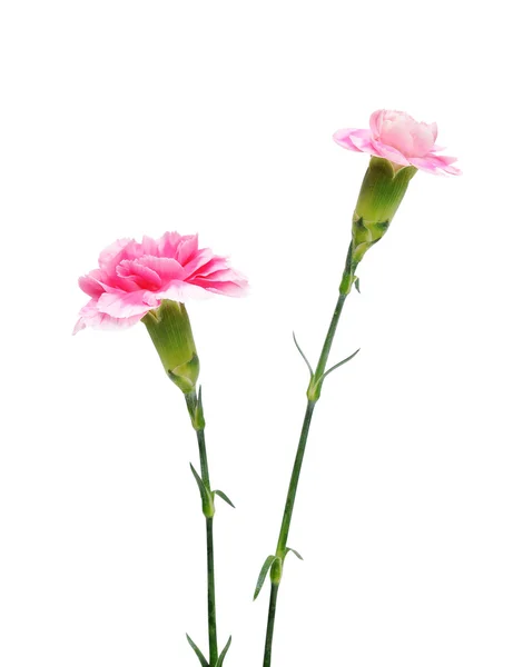 Szépség rózsaszín virágok — Stock Fotó