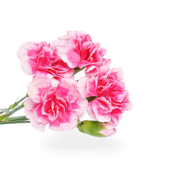 Skönhet rosa blommor — Stockfoto