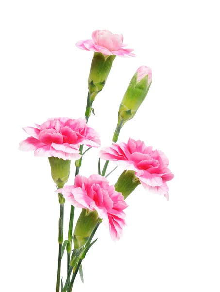 Skönhet rosa blommor — Stockfoto