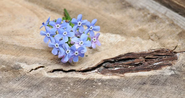 Forget-me-not — Stock fotografie