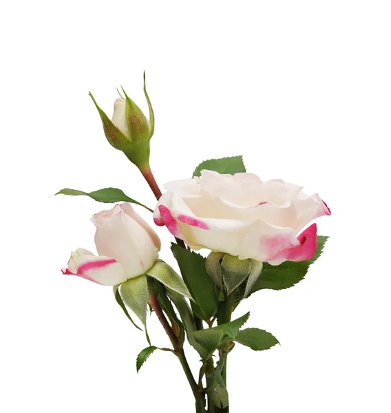 Krásný květ růže — Stock fotografie