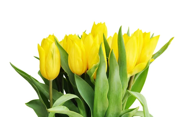Vackra gula tulpaner — Stockfoto