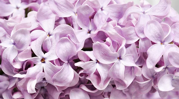 Фіолетовий квітучий Бузок — стокове фото