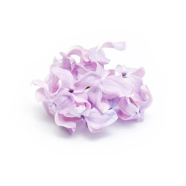 Paarse lila bloemen — Stockfoto