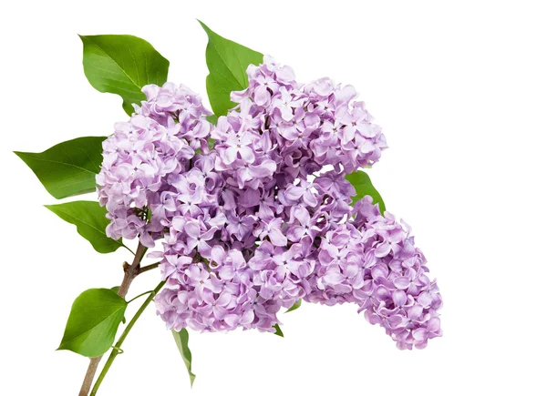 Mor Eflatun çiçekler 