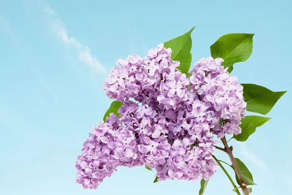 Фіолетовий квітучий Бузок — стокове фото