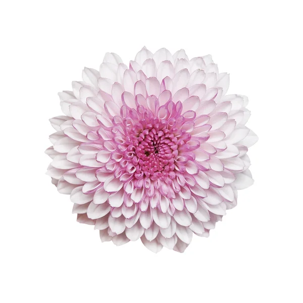 Purple chrysanthemum flowers — Stock Photo, Image