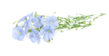 Keten mavi çiçekler