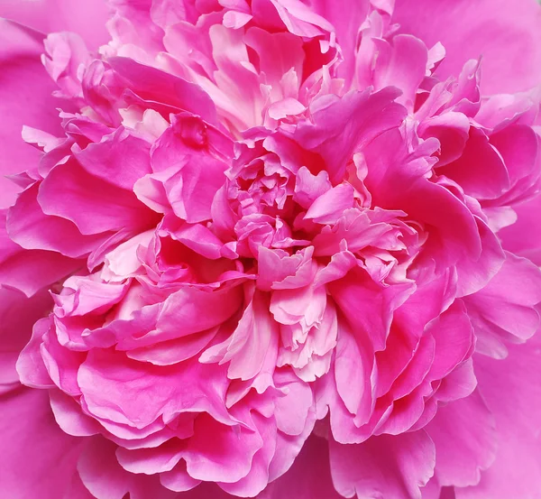 美しい牡丹の花. — ストック写真