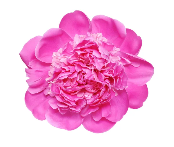 güzel Şakayık çiçeği.