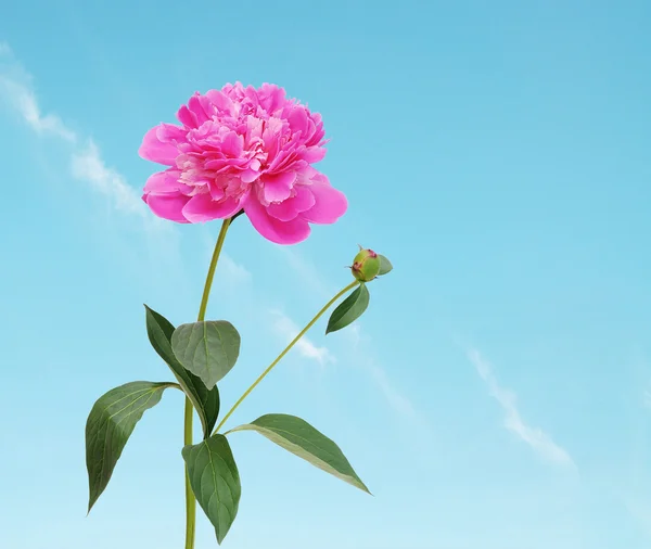 Beautiful peony flower. — Stock Photo, Image