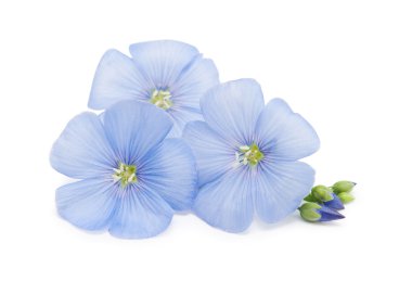 Keten mavi çiçekler