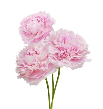 Pembe şakayık çiçekleri