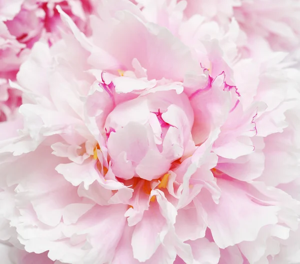 ピンク牡丹の花. — ストック写真
