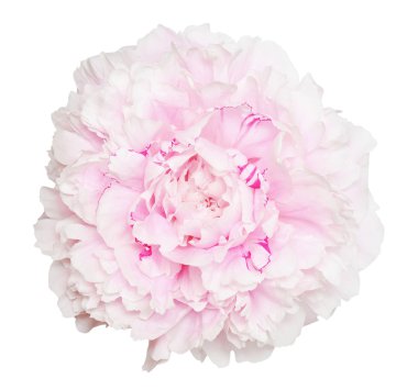 Güzel pembe şakayık