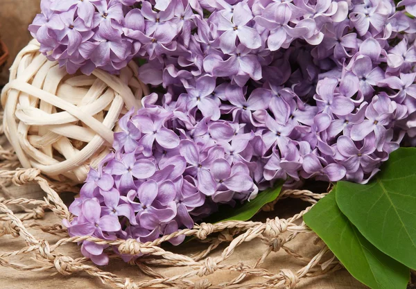 Beautiful flowers of lilac Stock Image