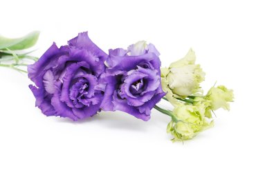 Eustoma güzel çiçekler