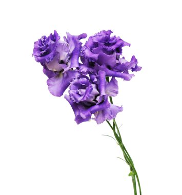 Eustoma güzel çiçekler