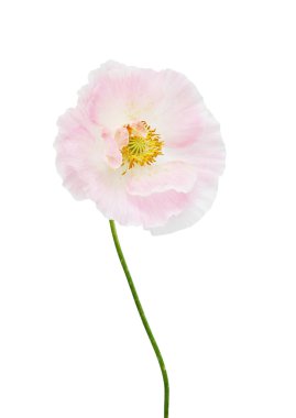 haşhaş güzel çiçekler