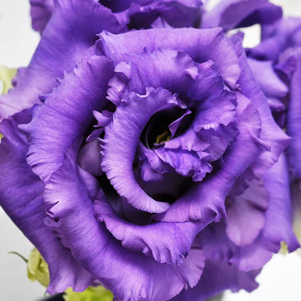 トルコギキョウの美しい花 — ストック写真