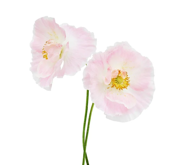 Amapola hermosas flores — Foto de Stock