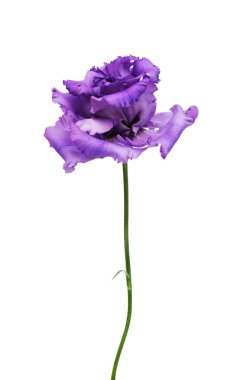 güzel çiçek eustoma