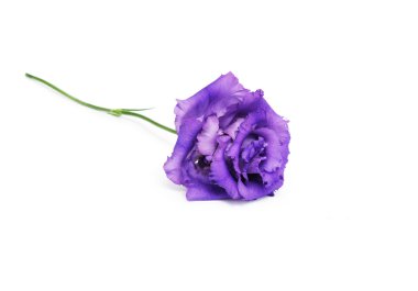 güzel çiçek eustoma