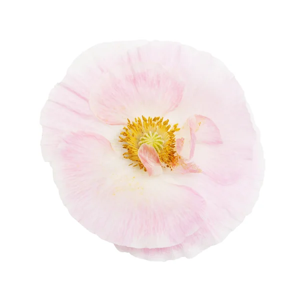 Colored poppy flower — Stock Photo, Image