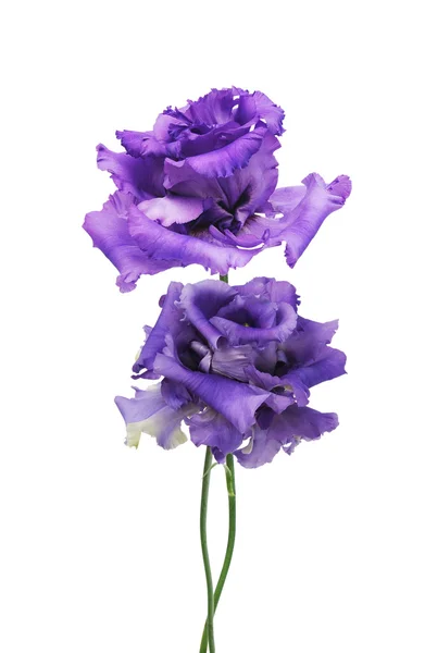 Eustoma flor hermosa — Foto de Stock