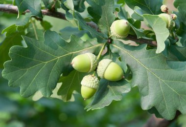 Green acorns in the tree. clipart