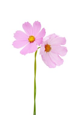 pembe cosmos çiçek.