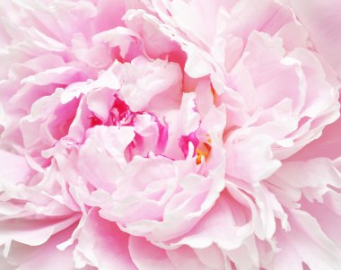 Güzel pembe şakayık 