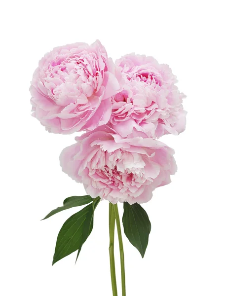 Vacker rosa pion — Stockfoto