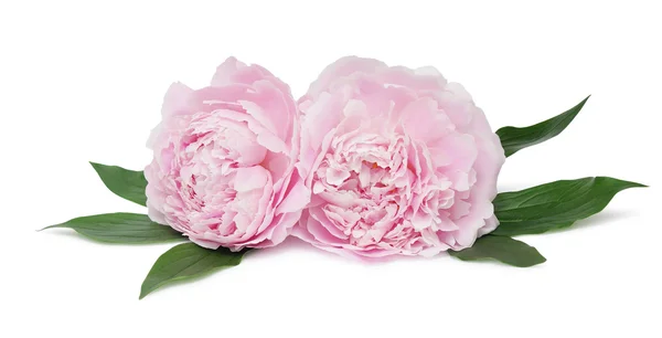 漂亮的粉红牡丹 — 图库照片