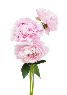 güzel Şakayık çiçekleri