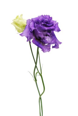 mor çiçekler eustoma