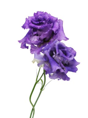 mor çiçekler eustoma