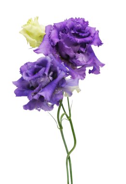 mor çiçekler eustoma