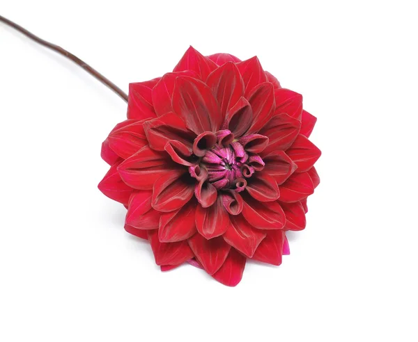 Beautiful flower dahlia — Stock Photo, Image