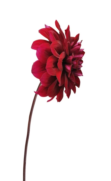 Piękny kwiat Dalia — Zdjęcie stockowe