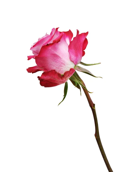 Schöne Blume Rose — Stockfoto