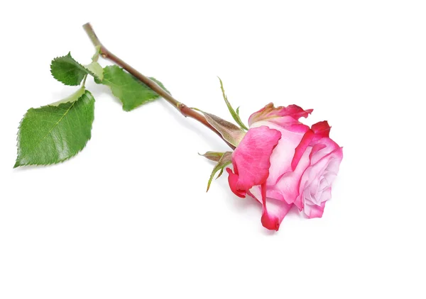 Krásný květ růže — Stock fotografie