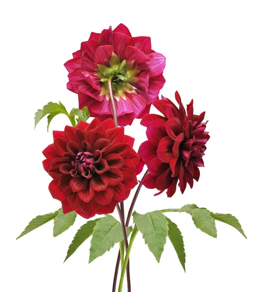 Belles fleurs de Dahlia — Photo